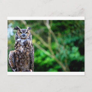 Waver Owl Briefkaart