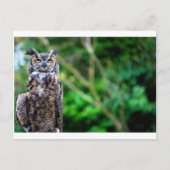 Waver Owl Briefkaart (Voorkant)