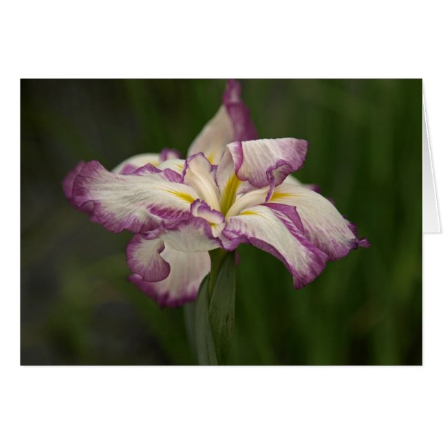 Waving Iris (Voorkant Horizontaal)