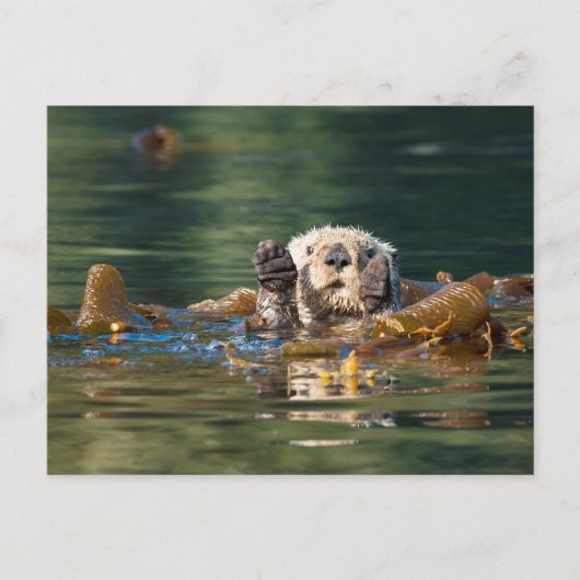 Waving Zee Otter Briefkaart (Voorkant)
