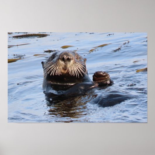 Waving Zee Otter Poster (Voorkant)