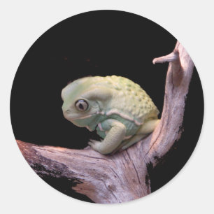 Waxy Monkey Frog Ronde Sticker
