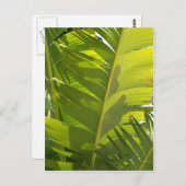 WC Banaanbladeren Briefkaart (Voorkant / Achterkant)