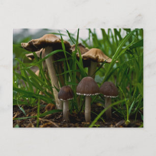 We Drie paddenstoelen 3 Briefkaart