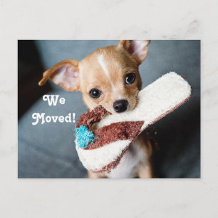 We verhuisden naar Chihuahua Aankondigingskaart
