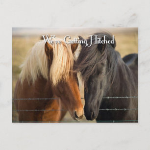 We worden geHitst (twee paarden) Uitnodiging Briefkaart