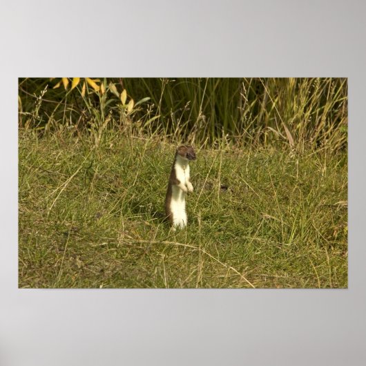 Weasel, met korte staart poster (Voorkant)