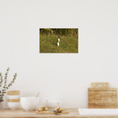 Weasel, met korte staart poster (Keuken)