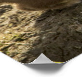 Weasel, met korte staart poster (Hoek)