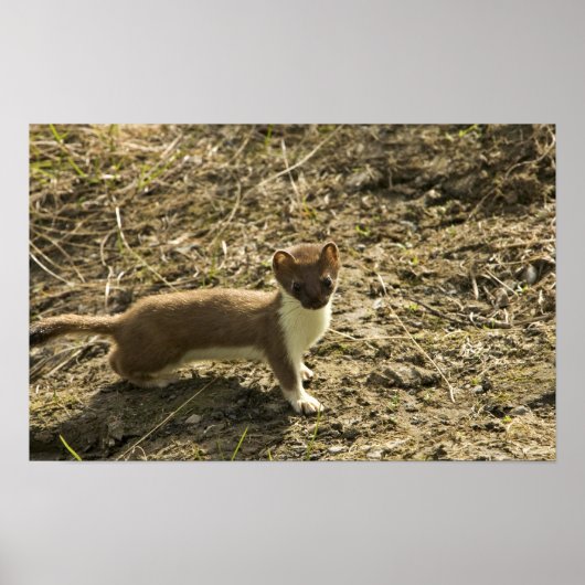 Weasel, met korte staart poster (Voorkant)