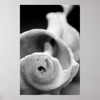 Weathered Shell Poster