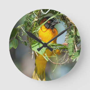 Weaver Bird Ronde Klok