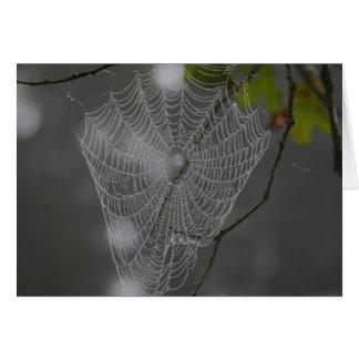 WEB