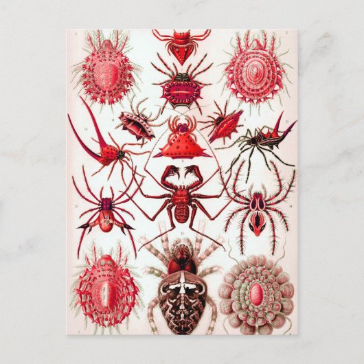 Web Crawlers Briefkaart (Voorkant)