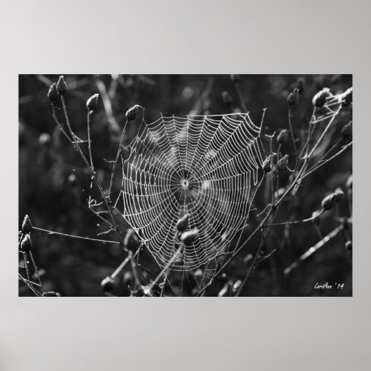 Web Dewy Morning Poster (Voorkant)