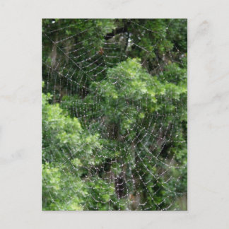 Web Dewy Spider Briefkaart
