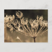 Web en water in Sepia Briefkaart (Voorkant)