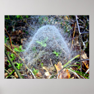 Web van Filmy Dome Spider Poster