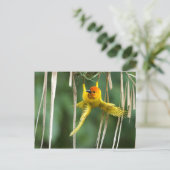 Weber Bird Briefkaart (Staand voorkant)