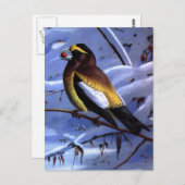 Weber's Evening Grosbeak Briefkaart (Voorkant / Achterkant)