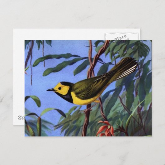 Weber's gewarmde Warbler Briefkaart (Voorkant / Achterkant)