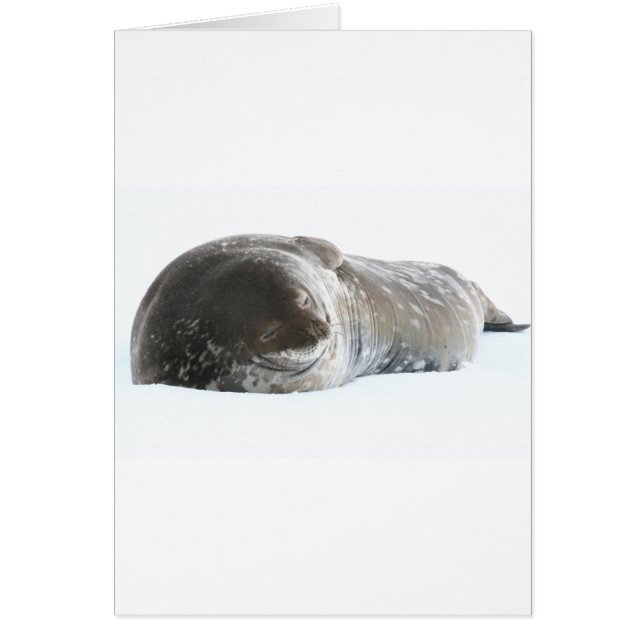 Weddell Seal (Devant)