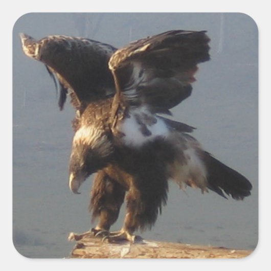 Wedge Tailed Eagle - Sticker (Voorkant)