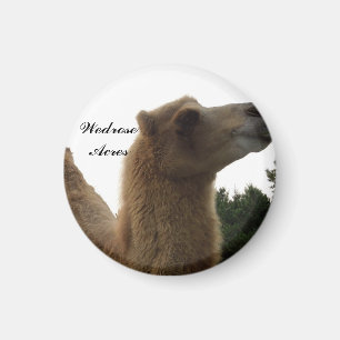 Wedrose Acres camel magnet Magneet