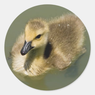 Wee Goose Swimming Ronde Sticker