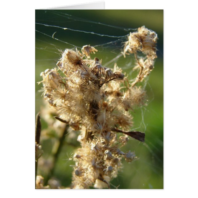 Weed Seeds en Spider Web (Voorkant)