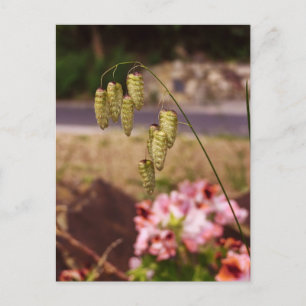 Weeds in mijn Briefkaart van de tuin