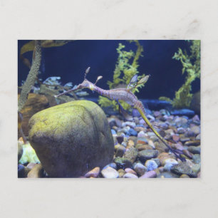 Weedy Seadragon # 2 Briefkaart