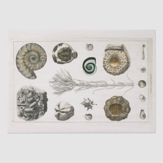 WEEFSELPAPIER :  FOSSIELKARAKTER : GOLDSMITH TISSUEPAPIER (Voorkant)