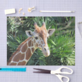 Weefselpapier Giraffe Tissuepapier (Craft)