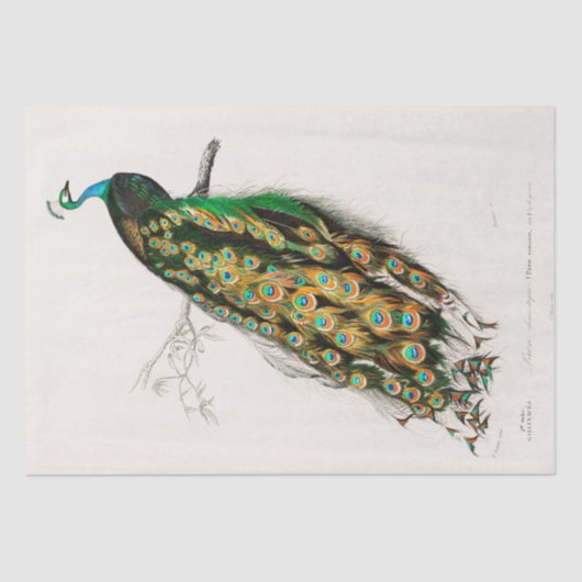 WEEFSELPAPIER:  INDIAN PEACOCK CHART TISSUEPAPIER (Voorkant)
