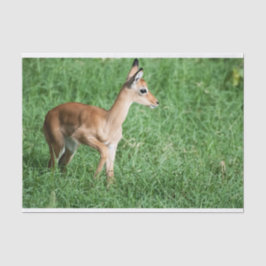 Weefselpapier met Afbeelding van Baby Impala Tissuepapier