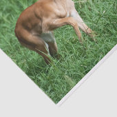 Weefselpapier met Afbeelding van Baby Impala Tissuepapier (Detail)