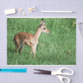 Weefselpapier met Afbeelding van Baby Impala Tissuepapier (Craft)