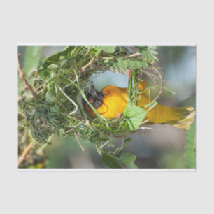 Weefselpapier met Afbeelding van de Weaver Bird Tissuepapier