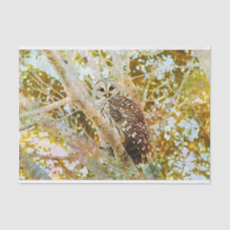 Weefselpapier met Barred Owl Tissuepapier