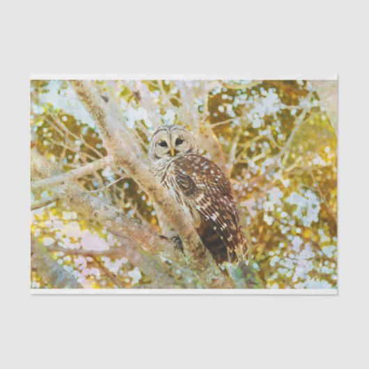 Weefselpapier met Barred Owl Tissuepapier (Voorkant)