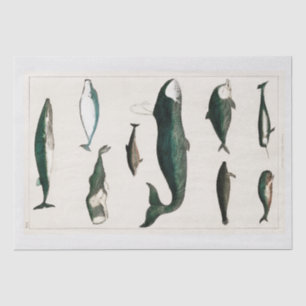 WEEFSELPAPIER : OLIVER GOLDSMITH : WALEN TISSUEPAPIER