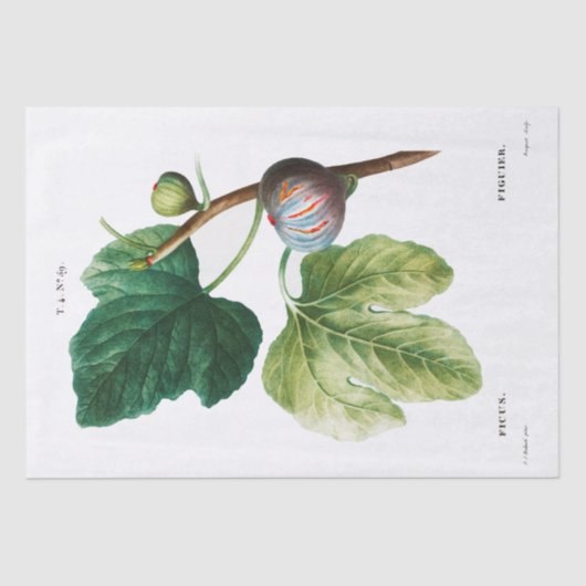 WEEFSELPAPIER : PIERRE ' JOSEPH REDOUTÉ : FIGS TISSUEPAPIER (Voorkant)
