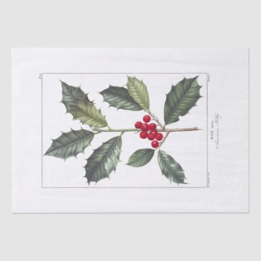 WEEFSELPAPIER : PIERRE ' JOSEPH REDOUTÉ : HOLLY TISSUEPAPIER (Voorkant)