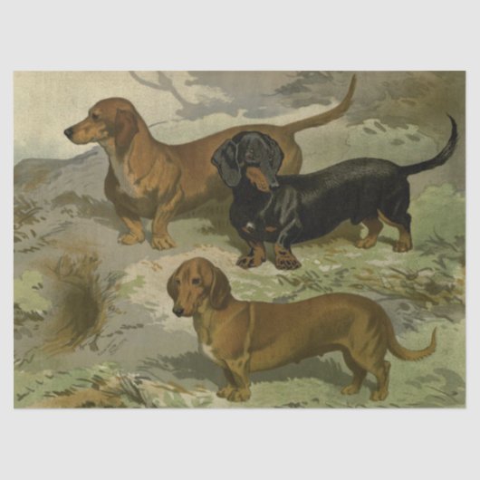 Weefselpapier voor dachshunds tissuepapier (Voorkant)