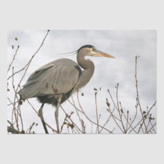 Weefselpapier voor de grote blauwe zeehondenboom tissuepapier