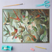 Weefselpapier voor Hummingbird Ernst Haeckel Tissuepapier (Craft)