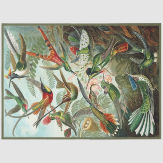 Weefselpapier voor Hummingbird Ernst Haeckel Tissuepapier (Voorkant)