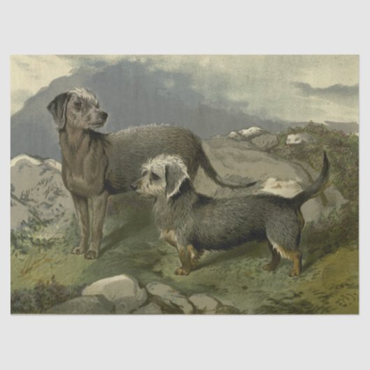 Weefselpapier voor  Terriers Tissuepapier (Voorkant)