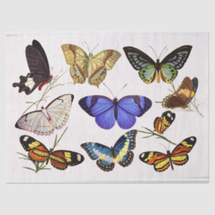 Weefselpapier voor Victoriaans butterijen Tissuepapier